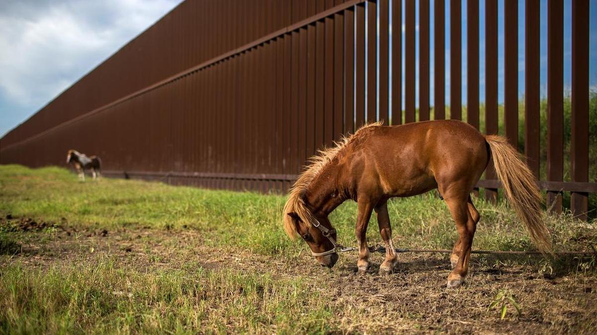 Ponies graze next to the border fence in Cameron County, Texas. The federal government seized residents’ property across the Rio Grande Valley to build the fence a decade ago.