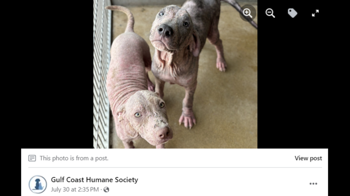 Three “hairless and unbearably itchy” puppies were rescued in Texas.