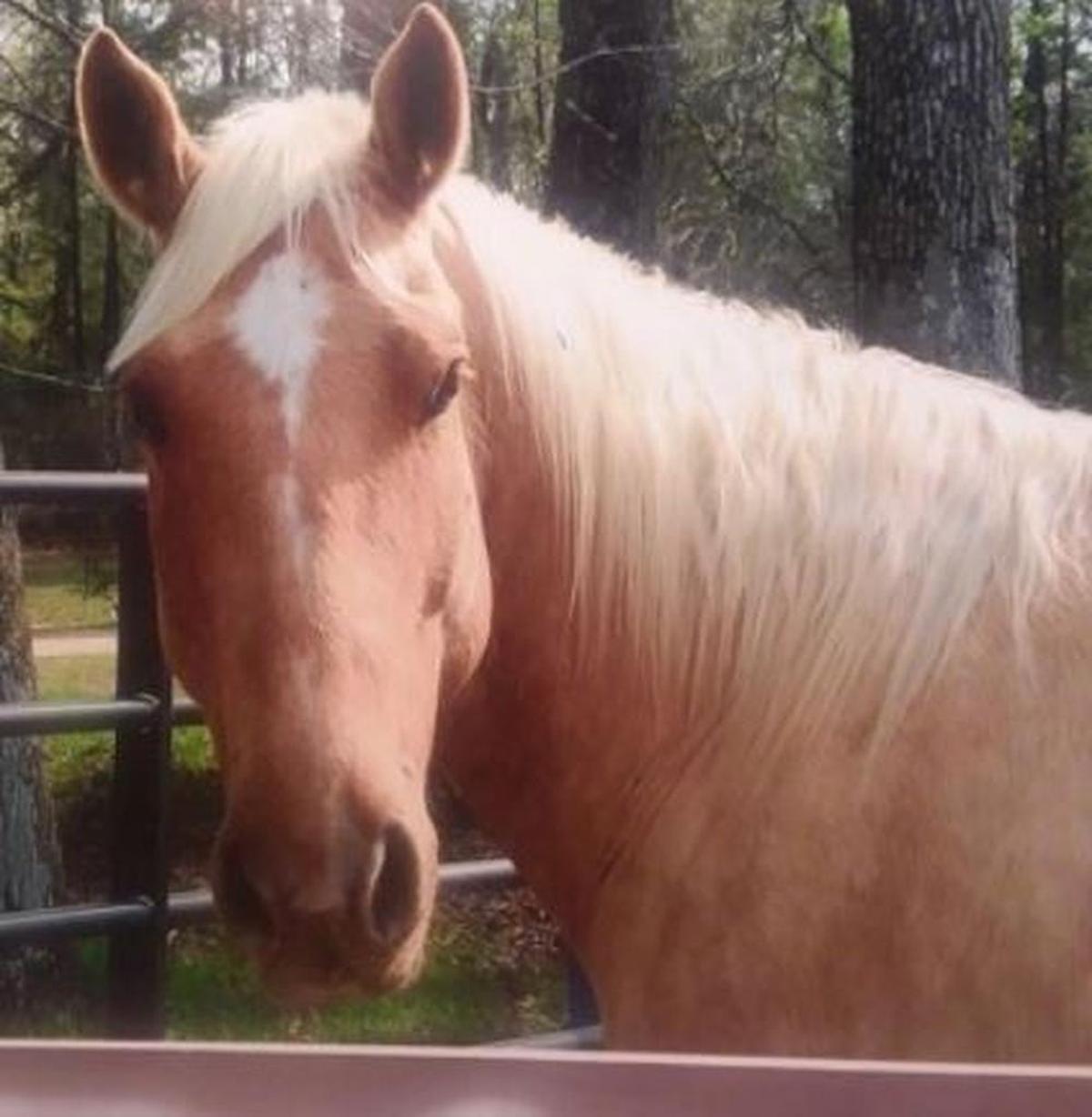 Sunny, Arian Brock’s first horse, who was shot in the head with a high-powered rifle on Dec. 23, 2017.