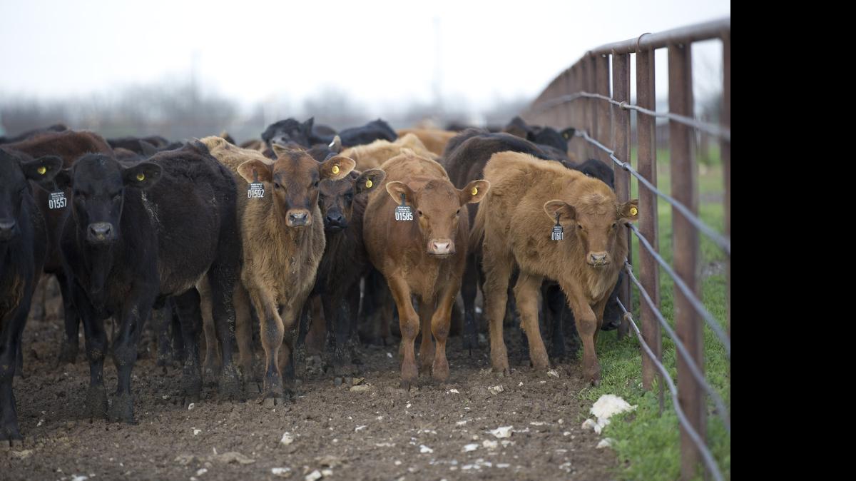 
Pete Bonds, president of the Texas and Southwestern Cattle Raisers Association, is cautiously optimistic that drought conditions are improving but is not ready to start "doubling down" and buying lots of cattle. Calves have just been weaned two weeks ago on Tuesday, March 24, 2015. (Star-Telegram/Joyce Marshall)
