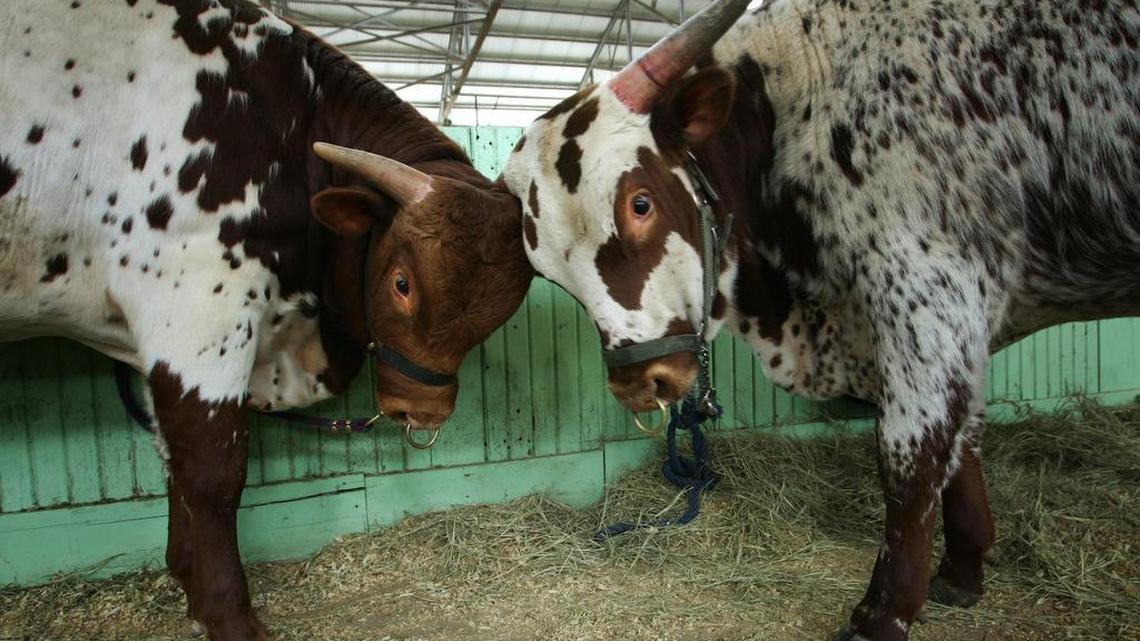 Some readers suggested sending Amazon CEO Jeff Bezos a longhorn or two to win his favor for a second Amazon headquarters.