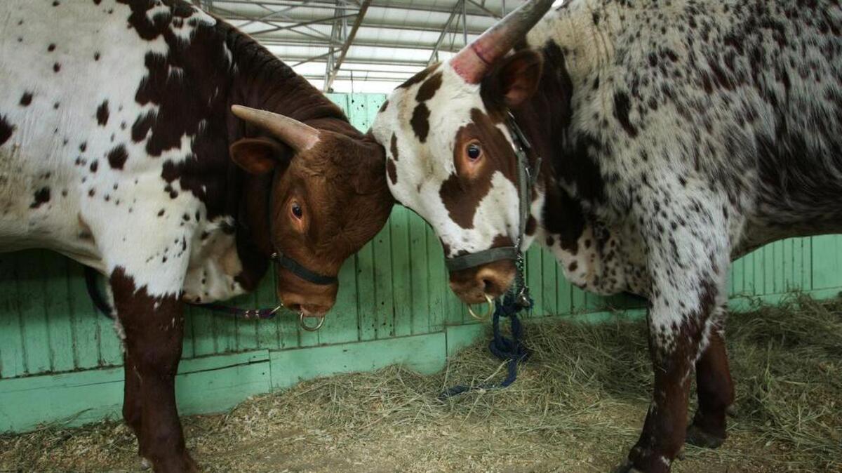 Some readers suggested sending Amazon CEO Jeff Bezos a longhorn or two to win his favor for a second Amazon headquarters.
