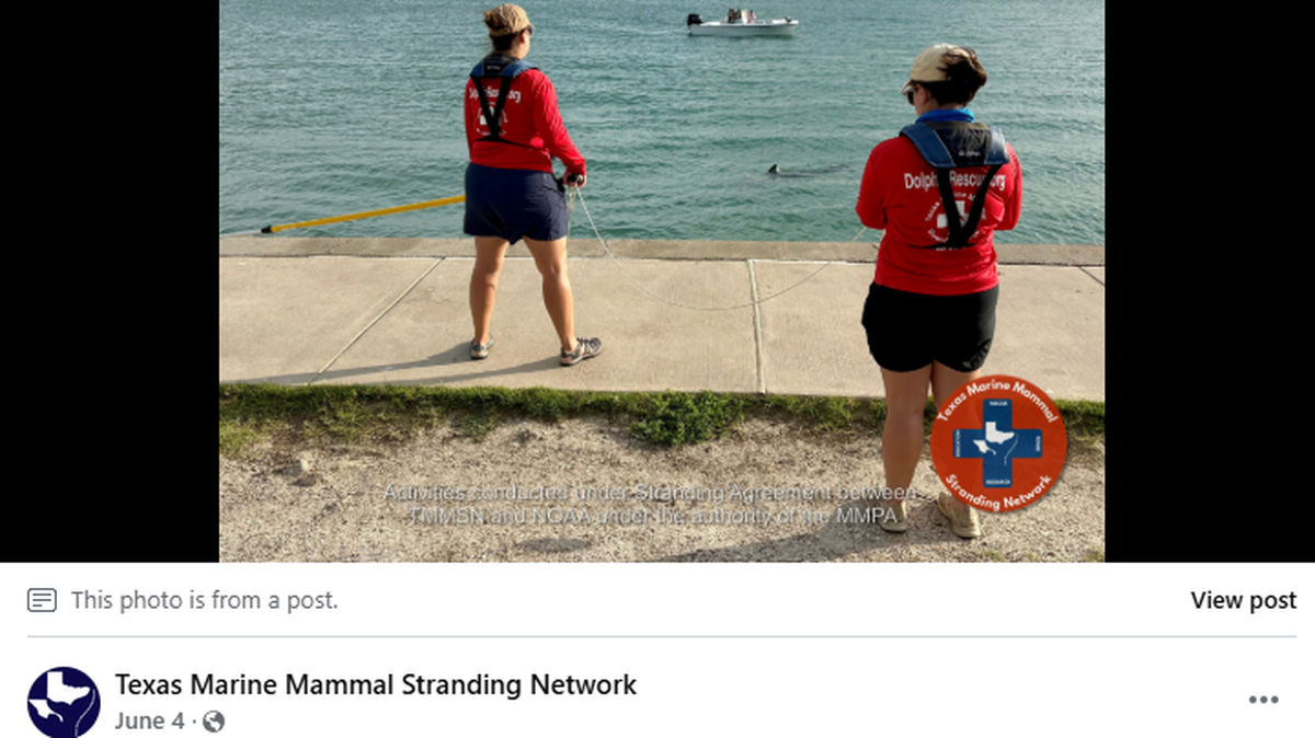 Marine workers work to save a baby sea creature that repeatedly got caught in fishing gear.