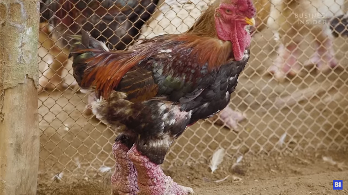 A Texas woman has been charged for smuggling Dong Tao Chickens into the United States.