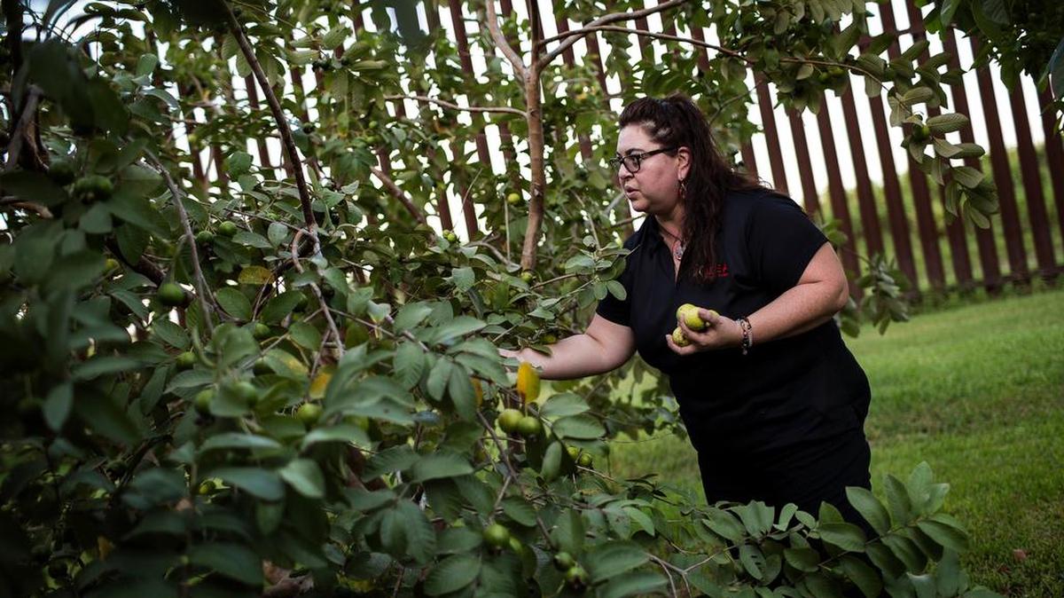 Melissa Solis picks guavas behind her family home on Oklahoma Avenue in Brownsville. The fence about 40 feet from the house.