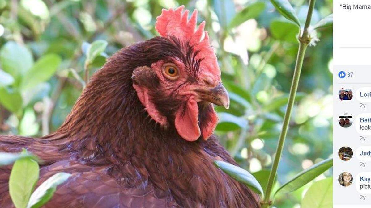 Big Mama, 6, passed this weekend in College Station.