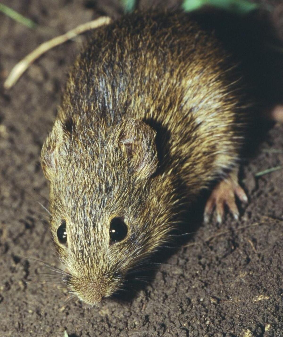 cotton rat (Special/Ryan L. Rehmeier)
