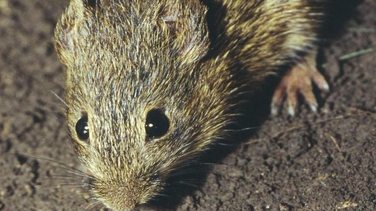 cotton rat (Special/Ryan L. Rehmeier)