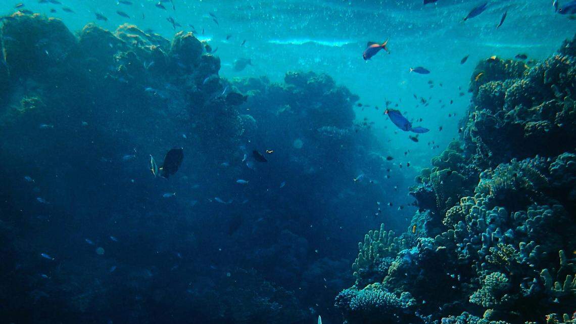 A Texas man is accused of selling boots made from the skin of an endangered sea creature.