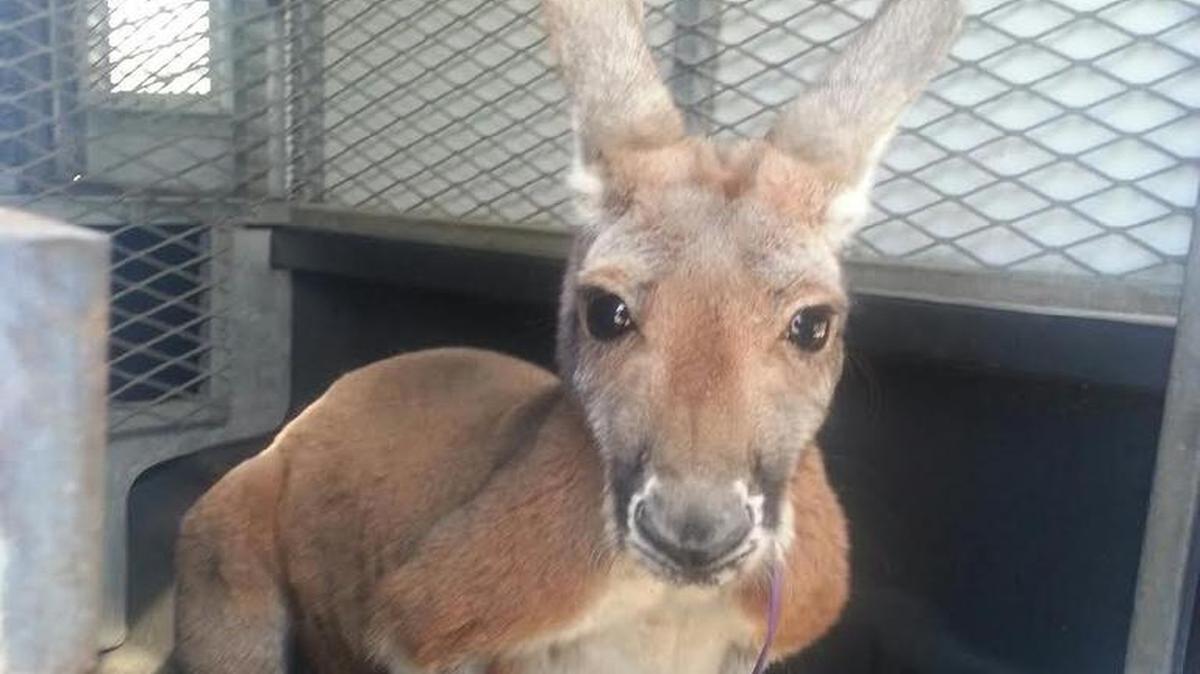 “Lucy” the kangaroo was caught Wednesday in Hood County.