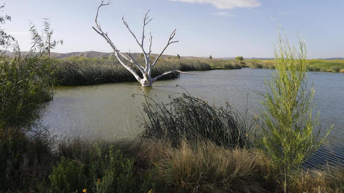 The B.J. Bishop Wetlands at Presidio draws a large number of migratory birds to the area, and with them, a growing number of eco-tourists.