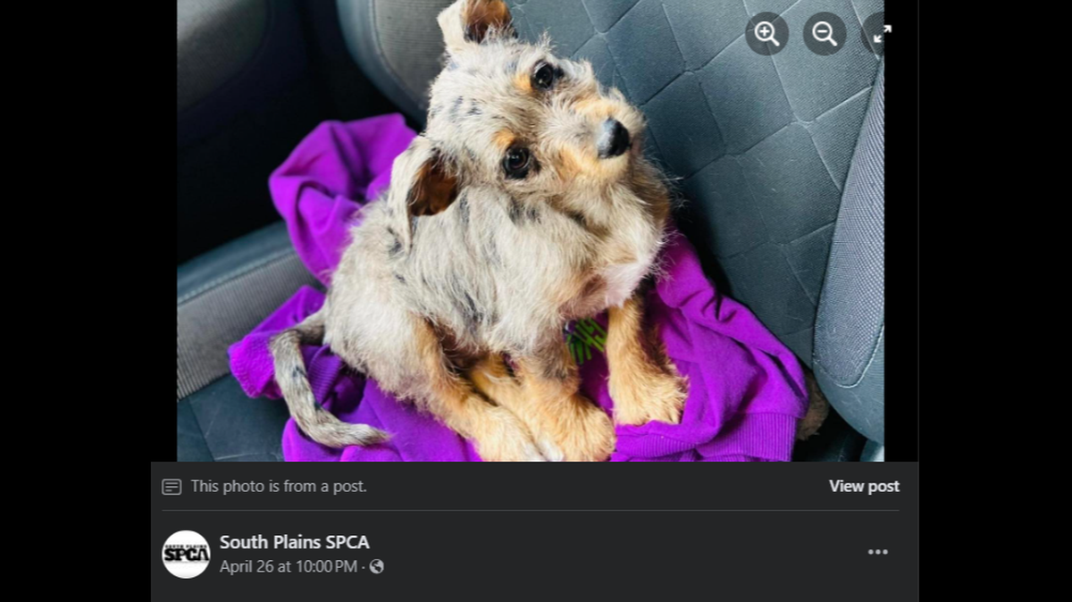 A Texas puppy is looking for a home after he was hurt from being tangled in a fence.
