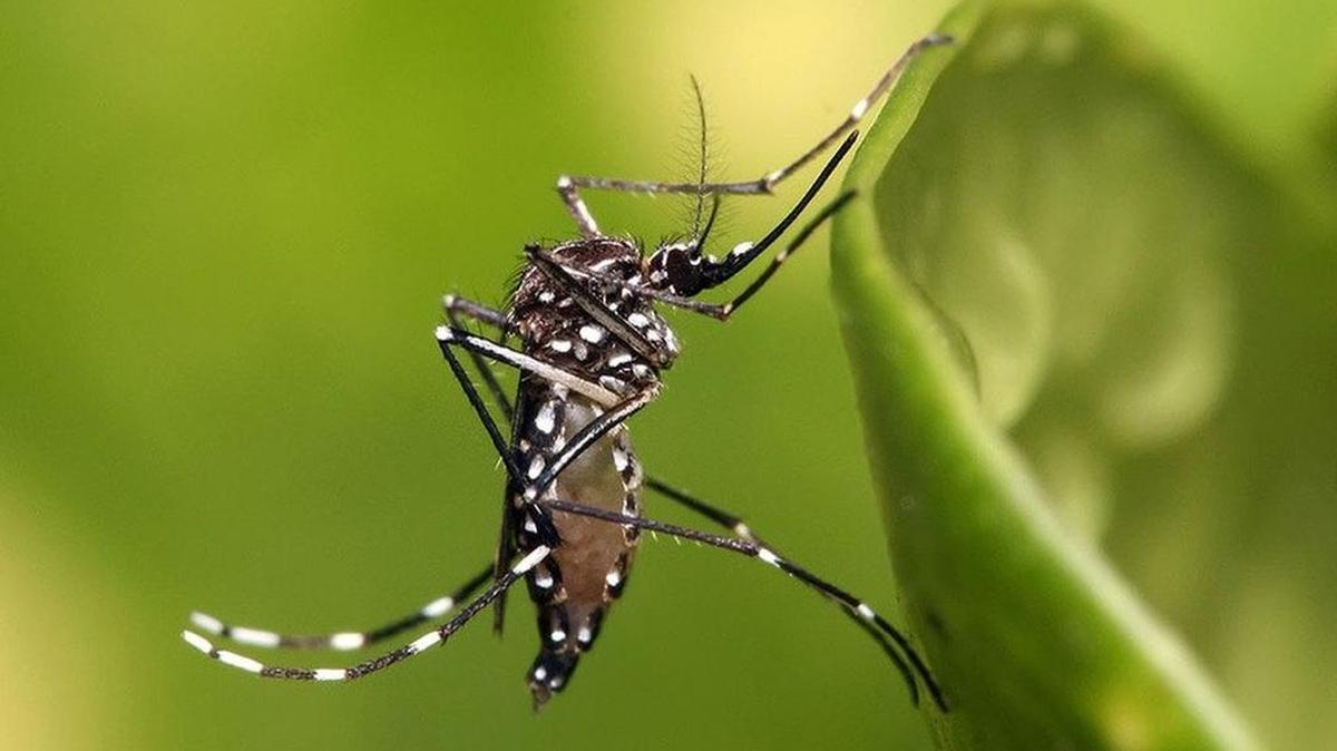 Aedes aegypti mosquito