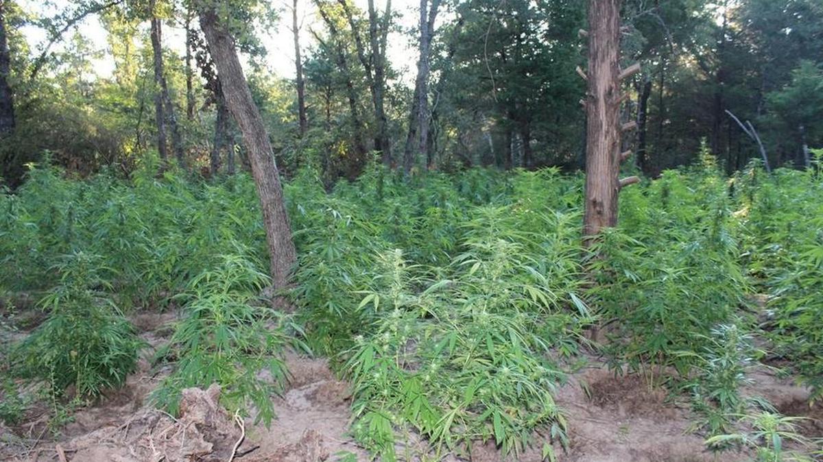 Approximately 5,900 marijuana plants on six separate fields were found.