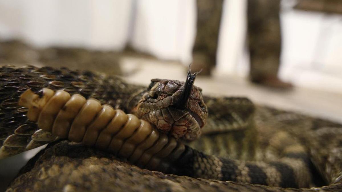 Four rattlesnakes were captured in Wichita Falls last week.