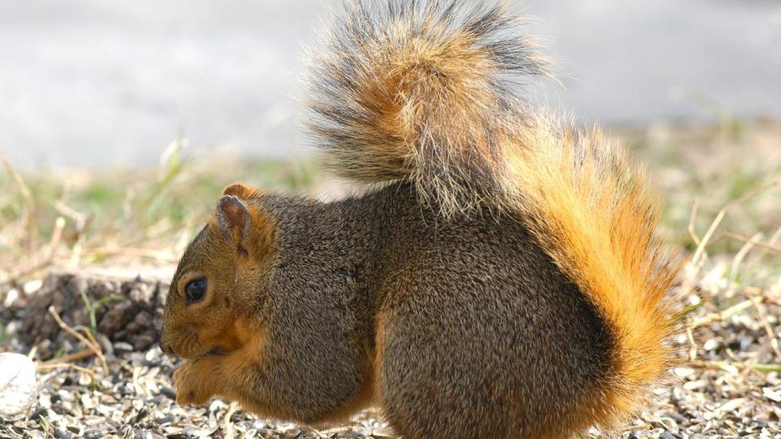Scammers are offering to exterminate squirrels in the attics of elderly people in Farmers Branch, police say.
