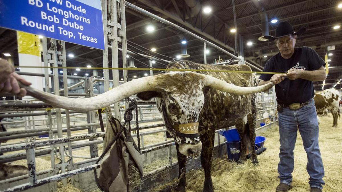 Bob Dube of Round Top measures the horns of his longhorn steer Awww Dude during the Houston Livestock Show and Rodeo at NRG Center on Monday. Longhorn cattle, in Texas bigger-is-better fashion, are being bred for longer horns. In October 2014, a longhorn earned the Guinness World Record for longest horn spread on a steer with a measurement of nearly 10 feet.