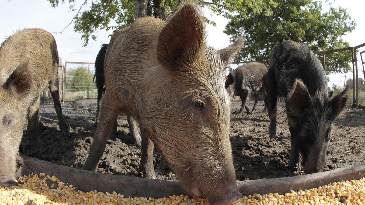 Feral hogs, shown here at a ranch near Corsicana in 2012.