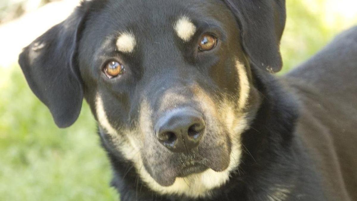 Canine influenza has been found in two dogs in Texas.