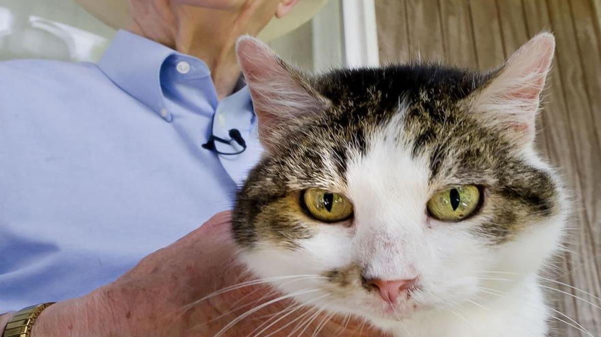 In this undated photo, Duane Kraemer poses for a photo with CC, also known as Copy Cat, in rural Brazos County. CC, the world’s first cloned cat, is now 15 years old and lives in what longtime Texas A&M Veterinary Medicine and Biomedical Science researcher Kraemer describes affectionately as a “kitty barn.”