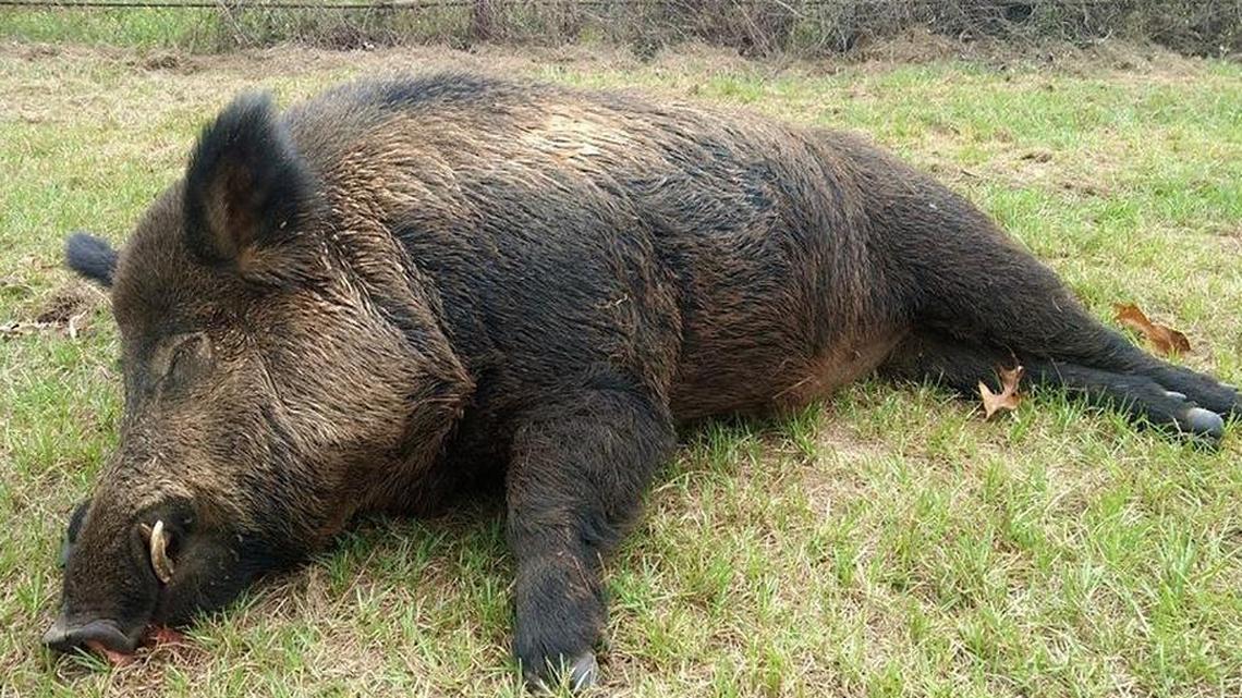 A Union Grove man shot and killed this 416-pound wild hog on his East Texas property.