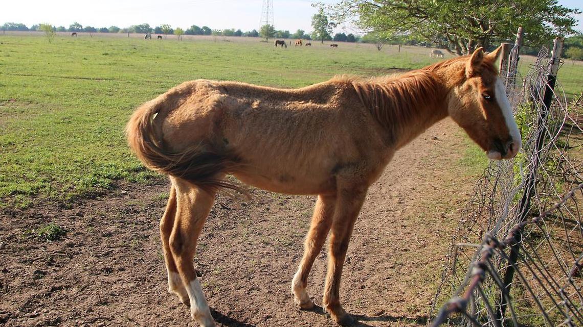 Malnourished horses were among 87 animals seized Tuesday from a rural property in Canton, Texas.