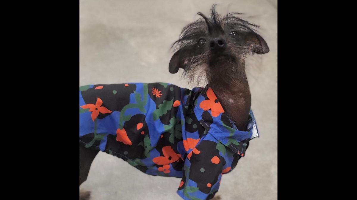 Harry the hairless shelter dog needs a home in Texas.
