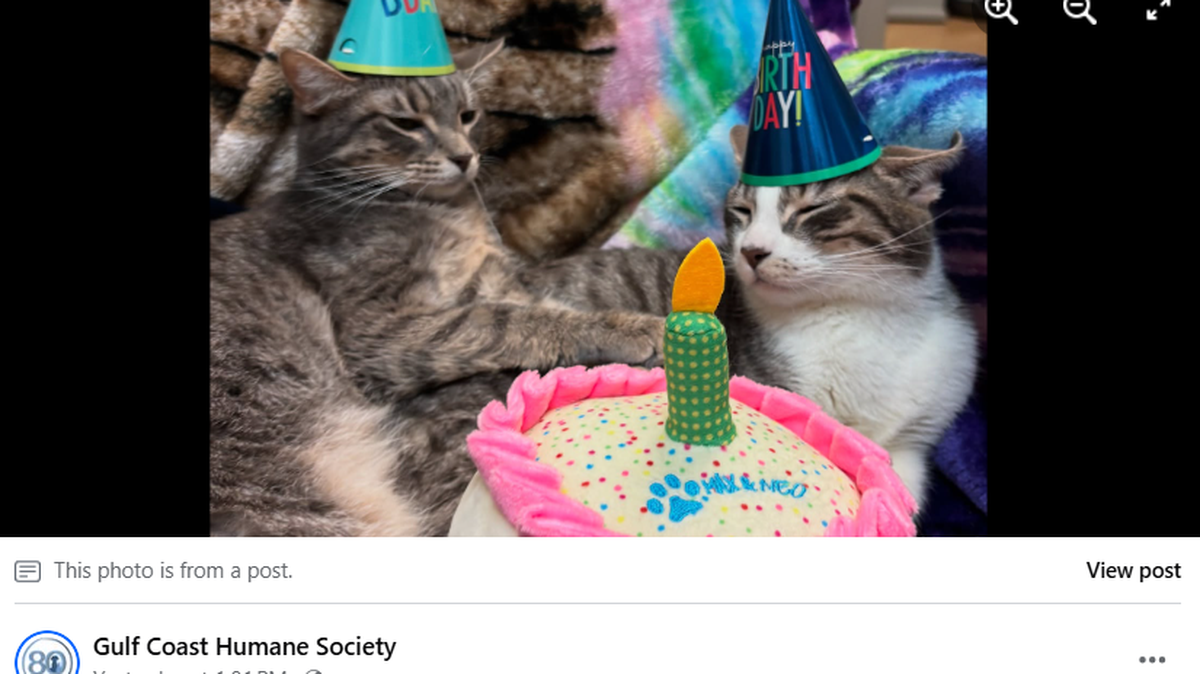 Cat siblings Patience and Diligence celebrated their first birthday while wishing for a forever home in Texas.