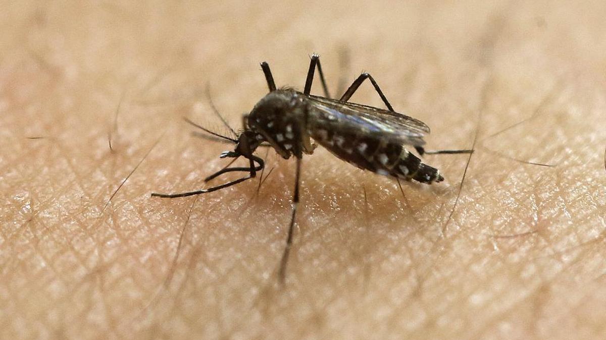 A female Aedes aegypti mosquito acquires a blood meal on the arm of a researcher at the Biomedical Sciences Institute in the Sao Paulo's University in Sao Paulo, Brazil.