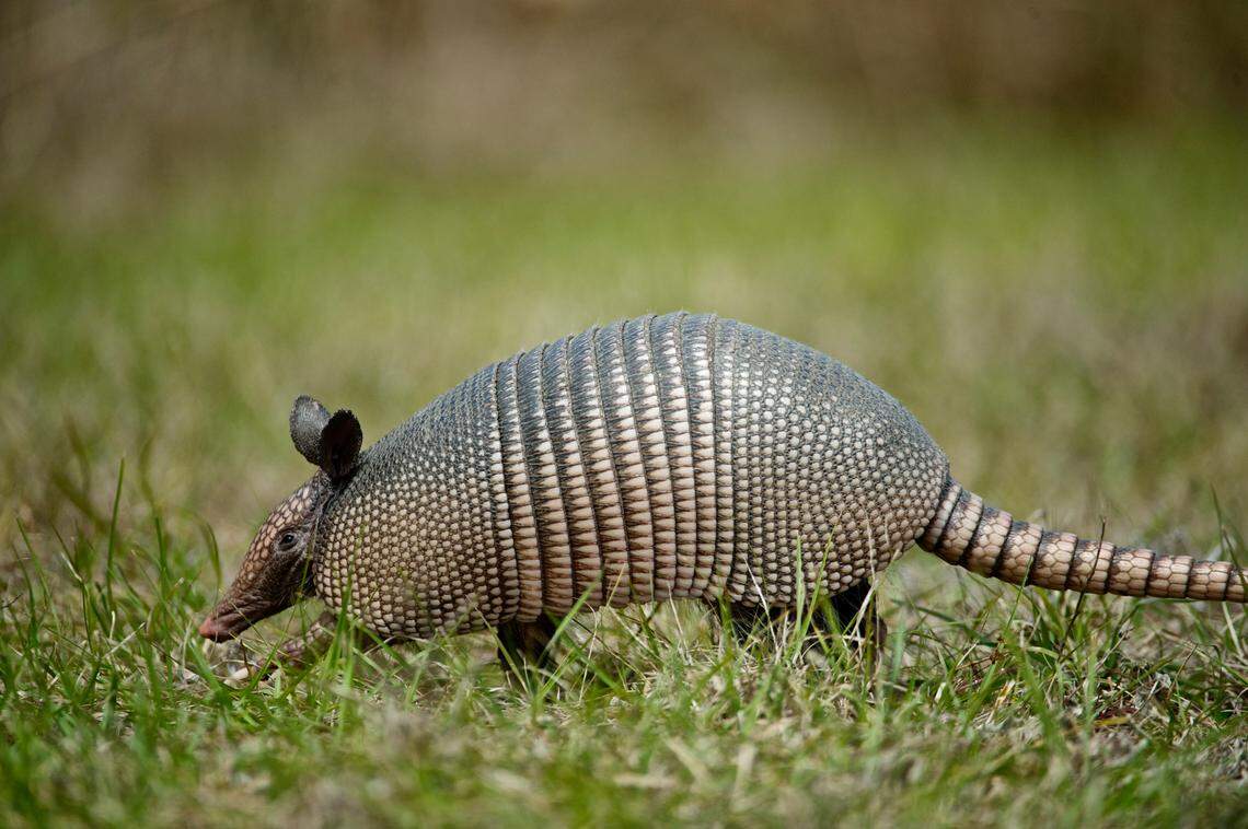 An armadillo, previously identified as a nine-banded armadillo but likely a Mexican long-nosed armadillo, found in Texas.