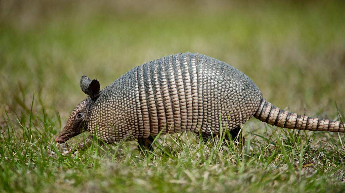Scientists found a widespread armadillo is actually four distinct species and U.S. populations are Mexican long-nosed armadillos, a study said.