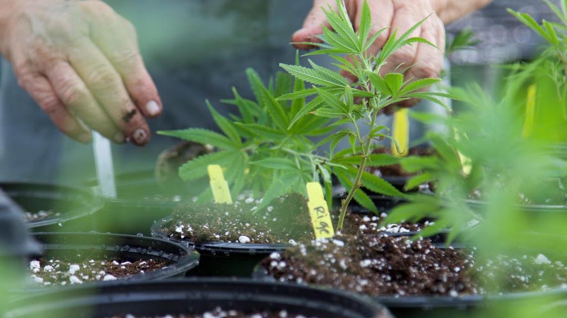 Medical marijuana plants have been growing for months in Texas.