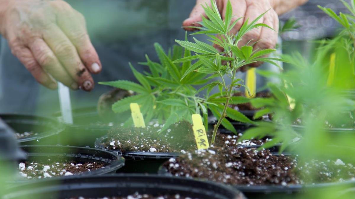 Medical marijuana plants have been growing for months in Texas.