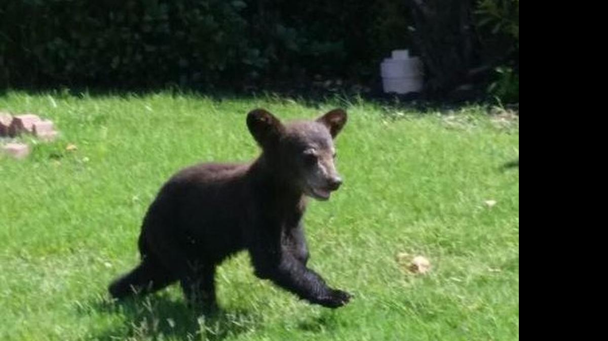 
A black bear was found running around a Corinth neighborhood on Thursday.
