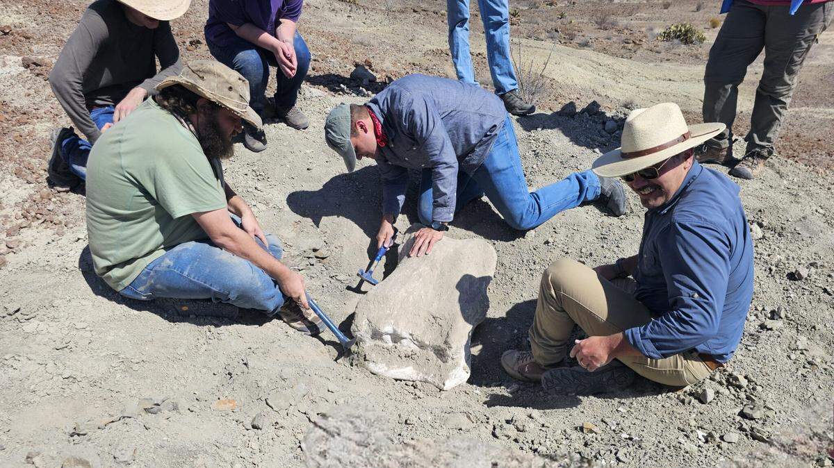 Sul Ross students and professors collect a fossil from a giant dinosaur at a Texas national park.