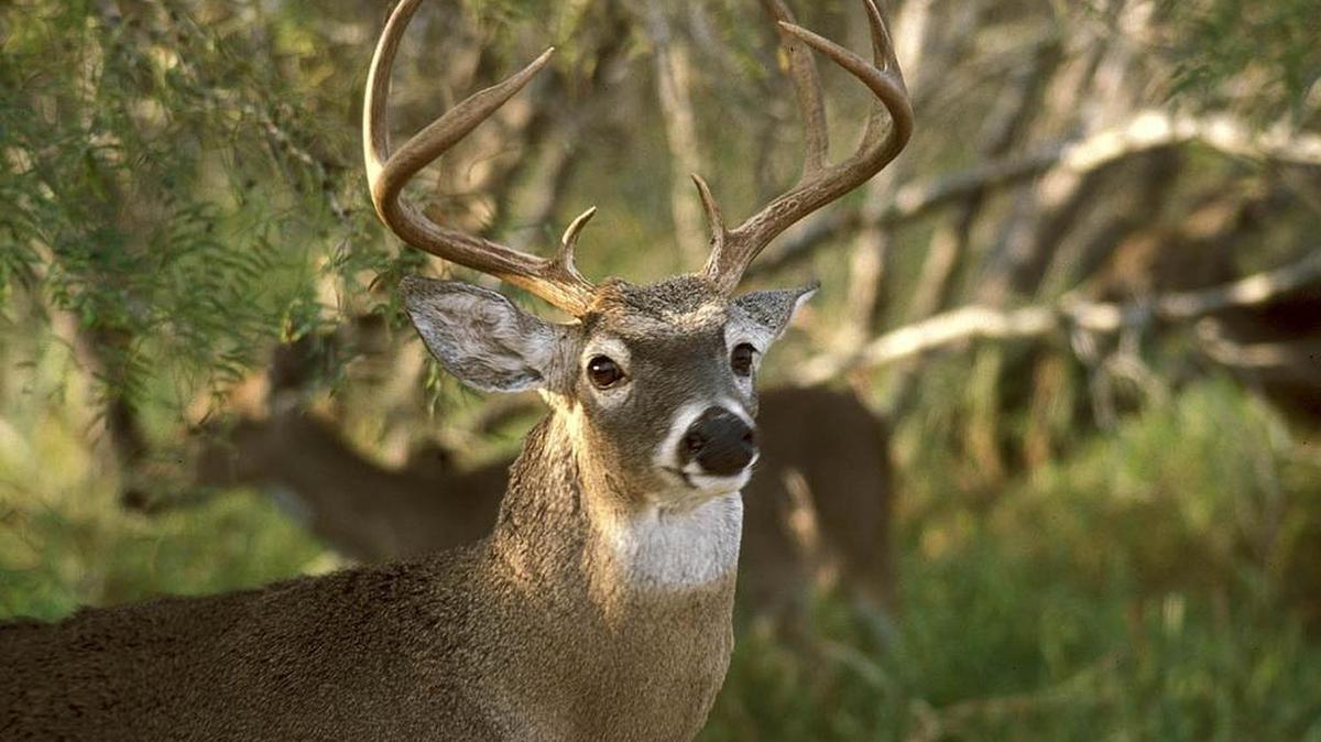 A “do not eat” advisory has been issued for deer hunted in central Maine, over concerns the meat could be toxic.