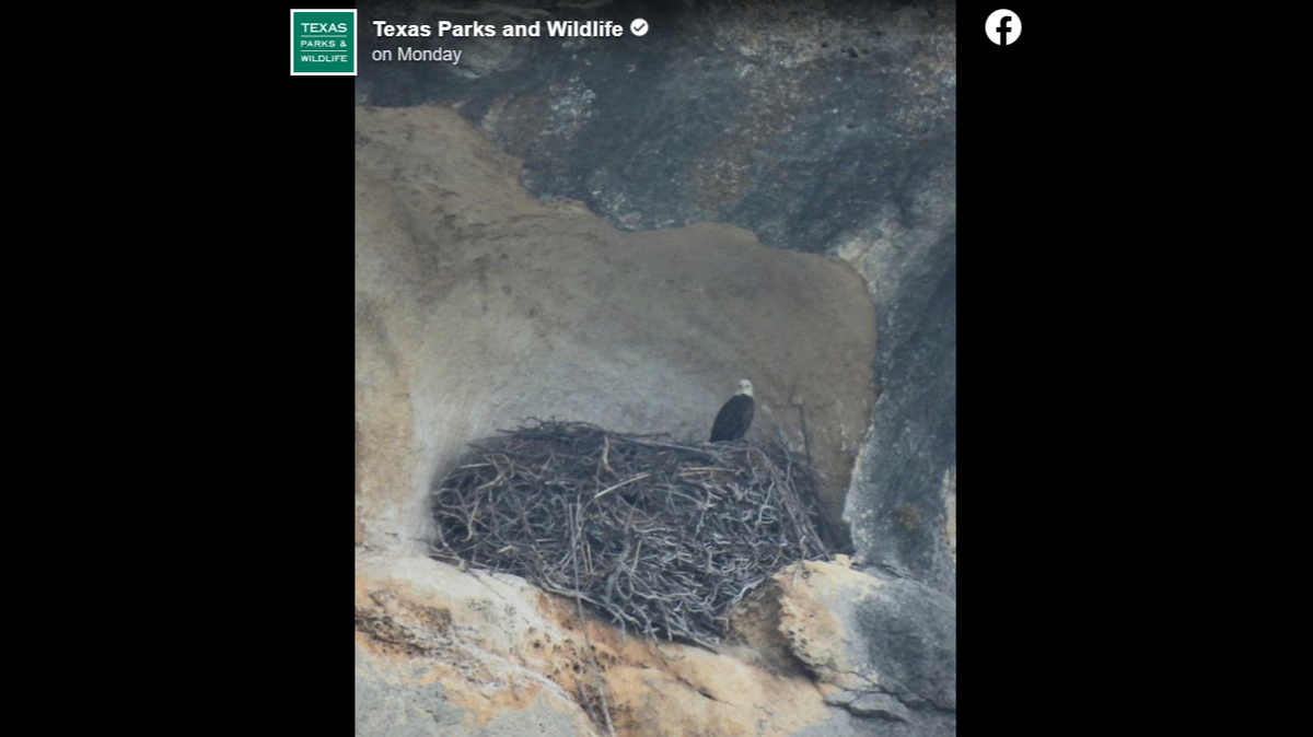 A massive bald eagle nest spotted in West Texas has wildlife experts surprised, for more reasons than one.