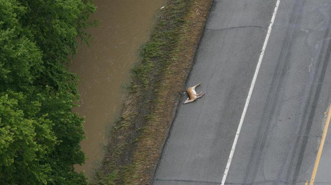 When cars meet critters: Fall is prime collision season in Texas
