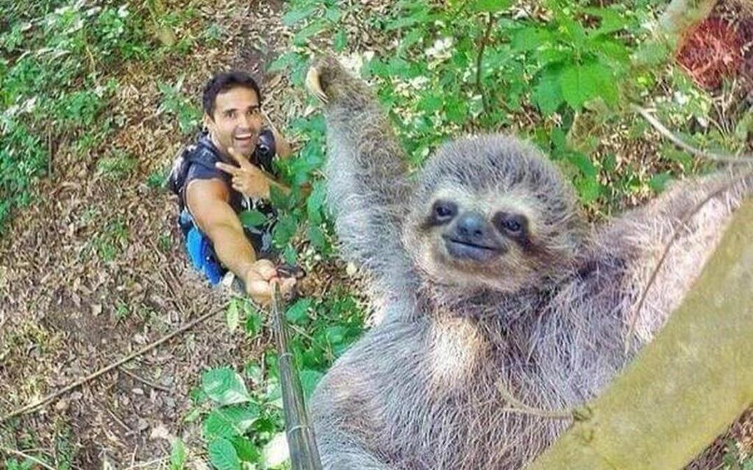 Nicolas Huskar posted this selfie-stick photo with a sloth on the photo site imgur.