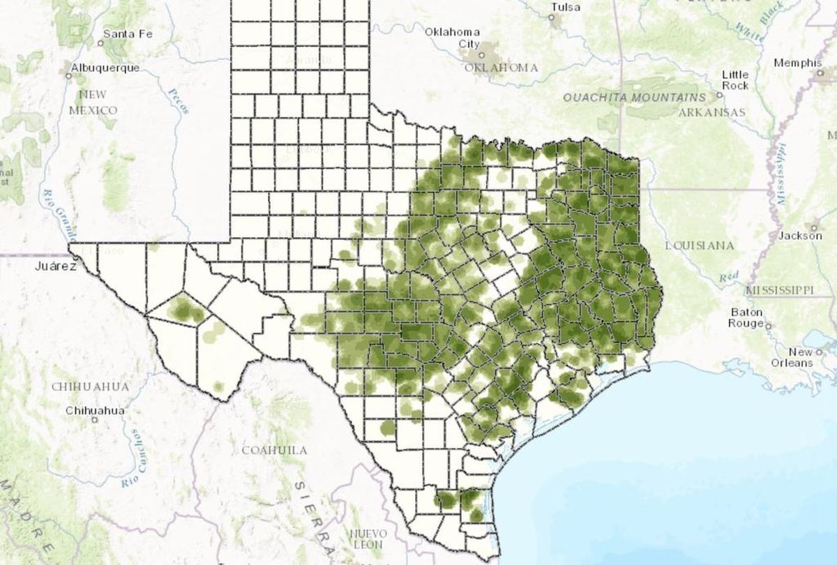 A Texas A&M Forest Service map shows where hardwood oaks grow in Texas. It’s too dry out west.