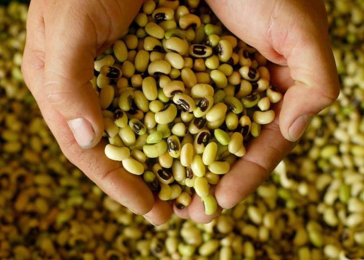 Black-eyed peas, before they are cooked.