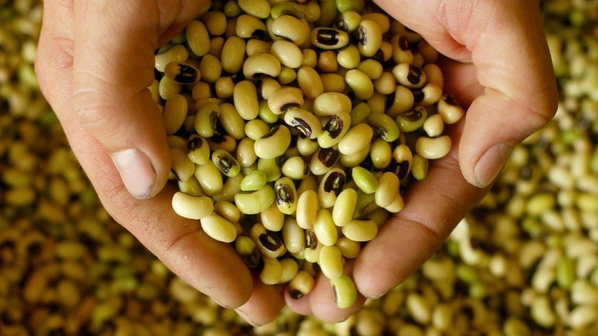 Black-eyed peas, before they are cooked.