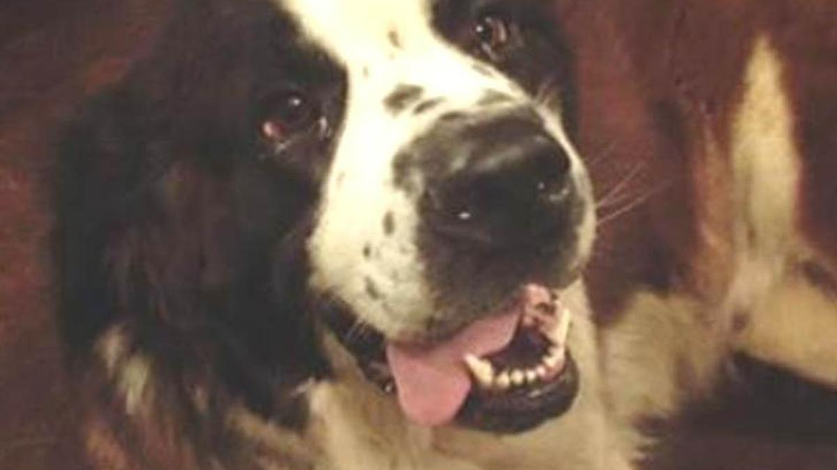 Gigi, renamed Ethyl, a Saint Bernard, is at the center of an arrest and dispute after a woman who claims she rescued the lost dog was jailed.