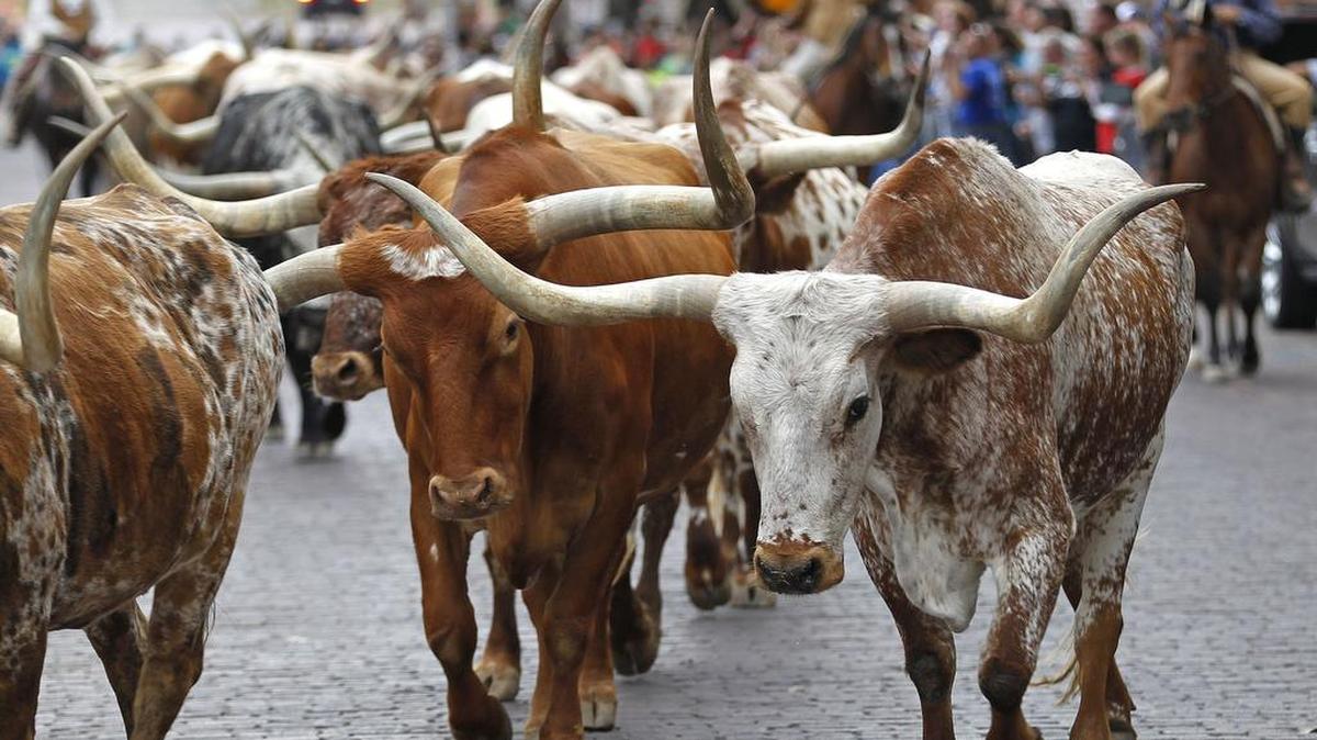 Fort Worth lays claim as “Where the West Begins” with a twice-daily cattle drive along East Exchange Avenue in the Fort Worth Stockyards.