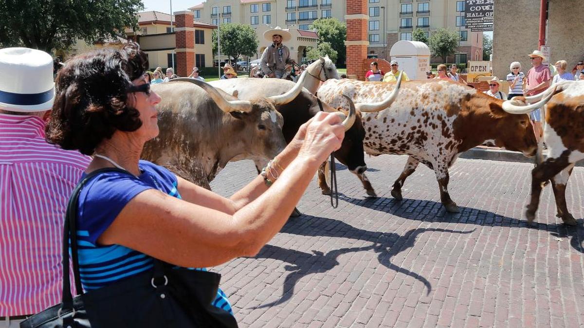 Sylvia Wilgenburg of Escondido, Calif., takes photos of The Herd during the Day of the American Cowboy celebration at the Stockyards on July 25, 2015.