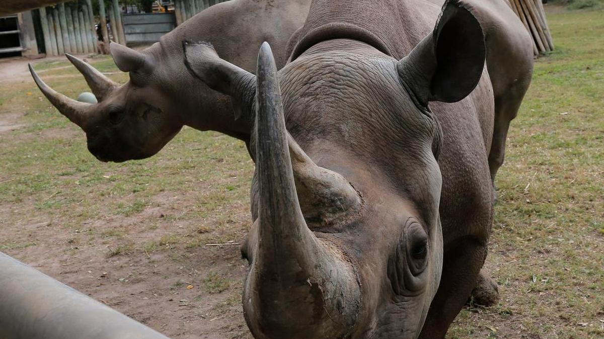 The zoo is managed under contract with the nonprofit Fort Worth Zoological Association.