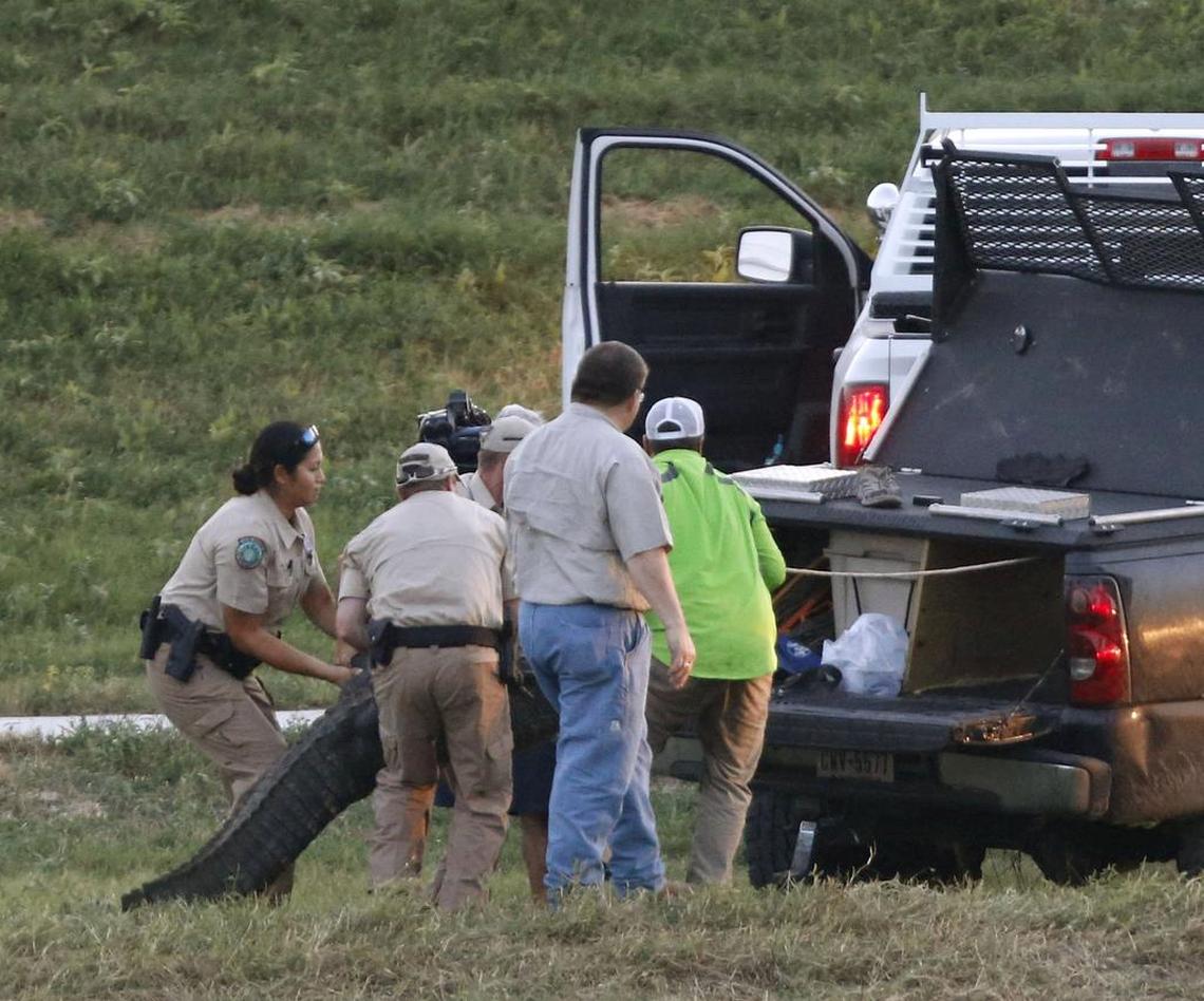 In 2015, hired state alligator hunter Chris Stevens wrangled Hollywood into a truck and back home to the Nature Center.