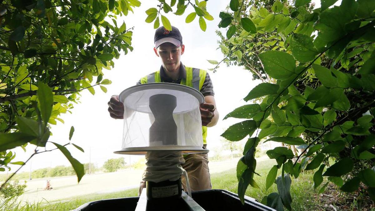 University of North Texas Health Science Center graduate student Hunter Taylor, 24, collects mosquitoes from traps north of Fort Worth, Texas on Tuesday, June 17, 2014. The program keeps track of issues like the West Nile virus.