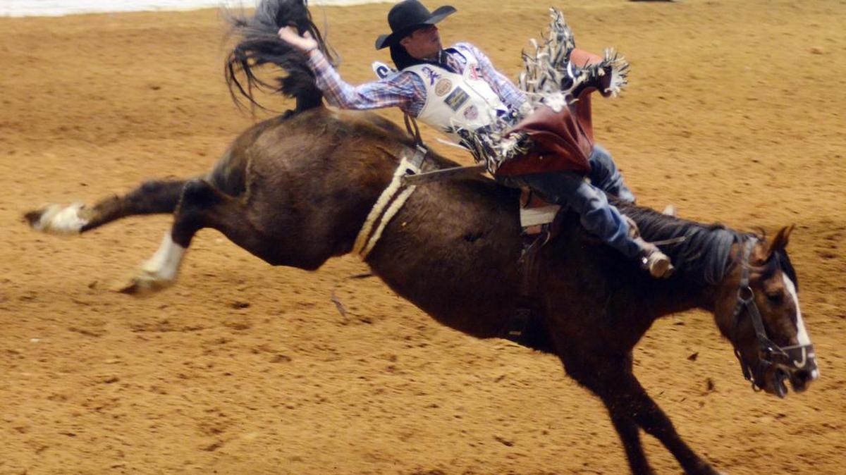 Tim O’Connell competes in the bareback bronc riding contest at last year’s Stock Show.