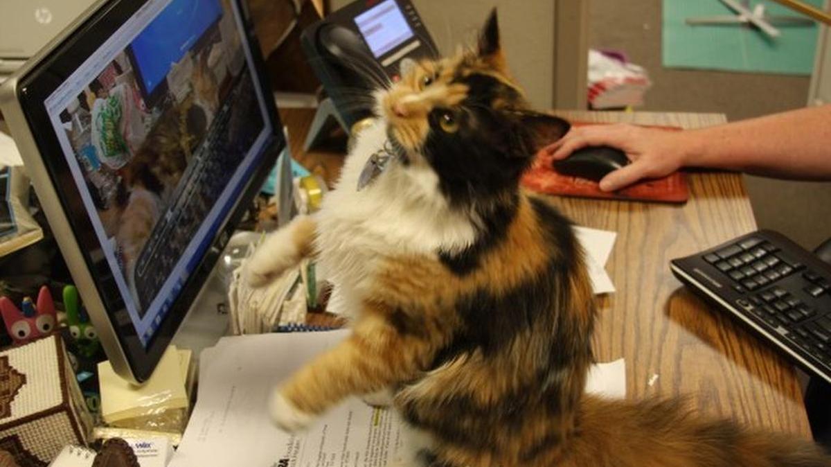 
“Bella,” the Alamo cat, on the General Land Office website.
